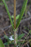 Variableleaf sunflower